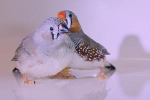 Zebra Finches