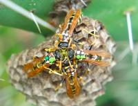Wasps