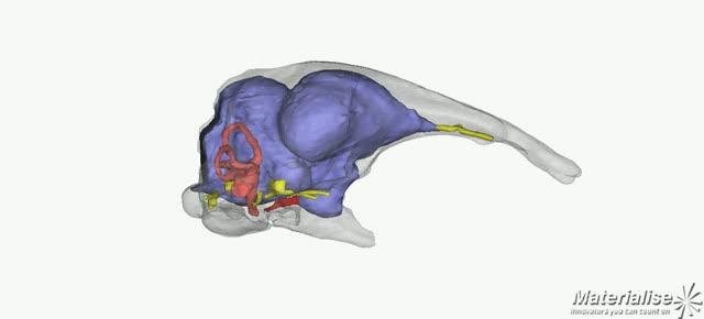 Video of One of the Antarctic Eocene Skulls