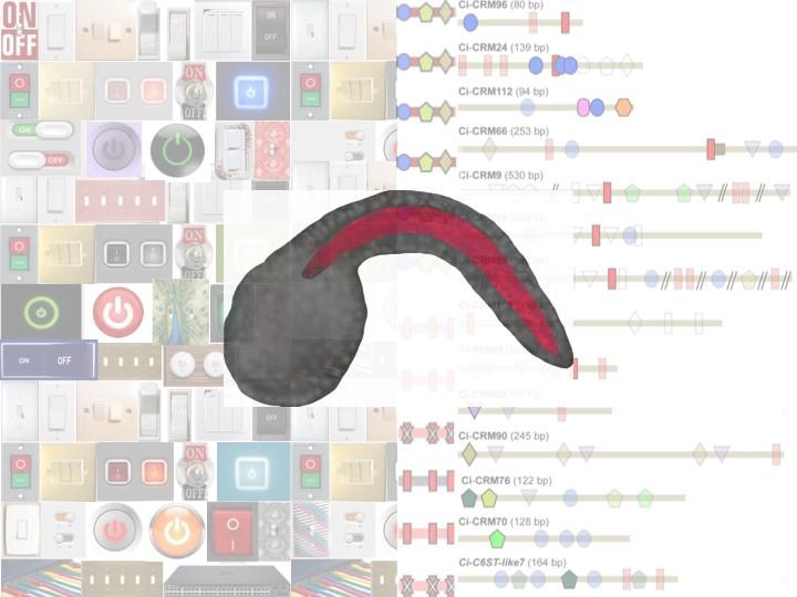 Molecular 'Switches' of Gene Expression in the Ciona Notochord