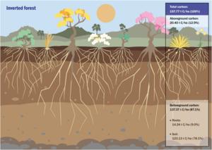 Schematic of Cerrado's inverted forest