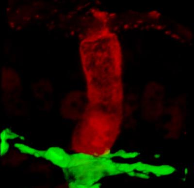 Goblet Cell Delivers Antigen to Dendritic Cell