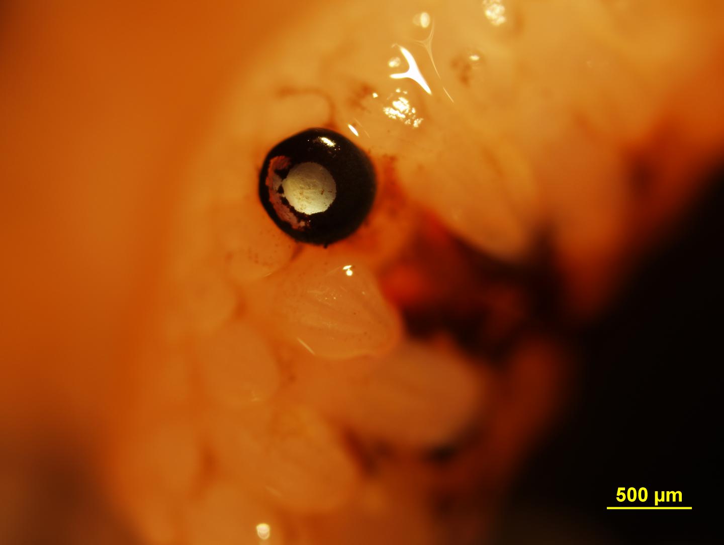 Scallop Eyes Mirror Reflecting Telescopes, With Sophisticated Optical Properties (4 of 6)