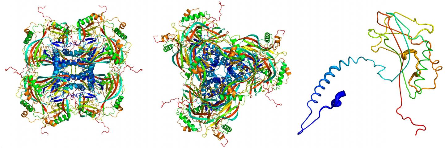 X-Ray Pulses Reveal Structure of Viral Cocoon