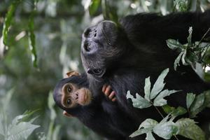 Chimpanzees