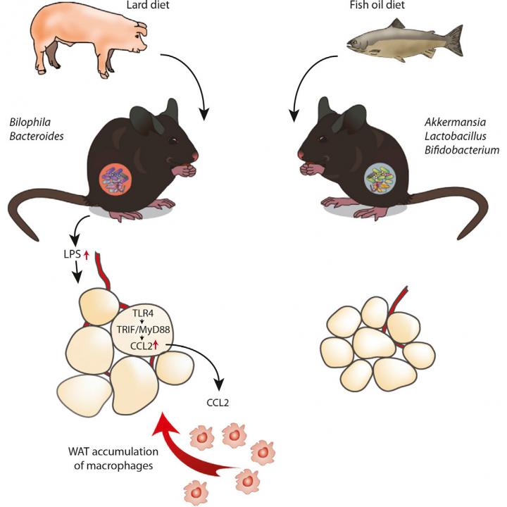 Lard/Fish Oil & the Gut