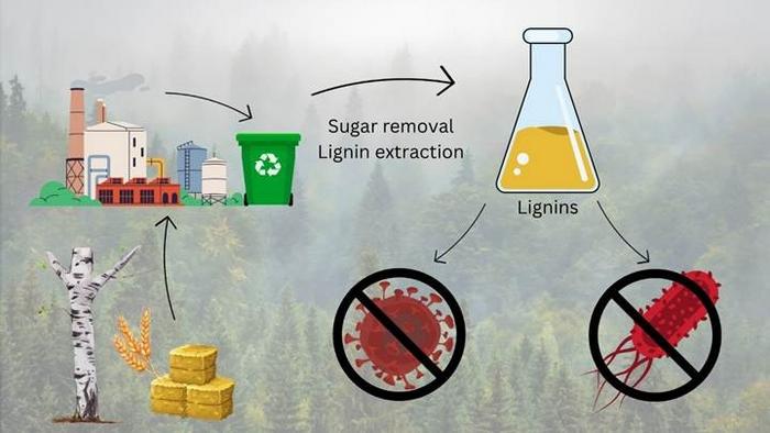 Lignin is effective against viruses and bacteria