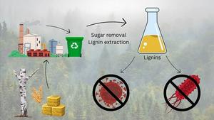 Lignin is effective against viruses and bacteria