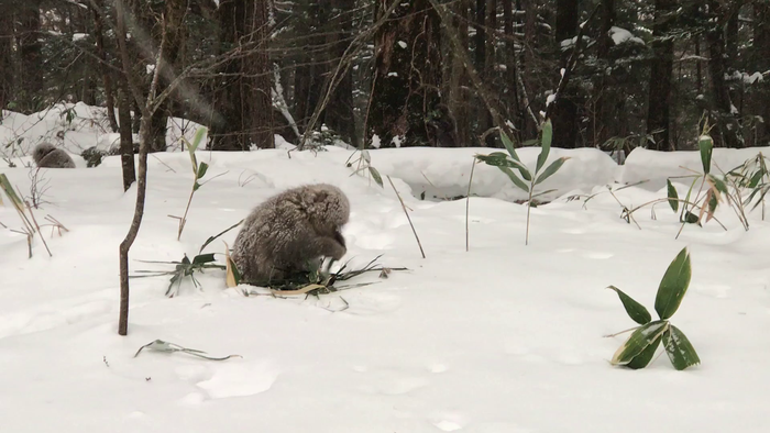 Snow Monkey at Kamikochi