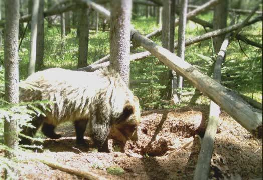Grizzly Bear Digging