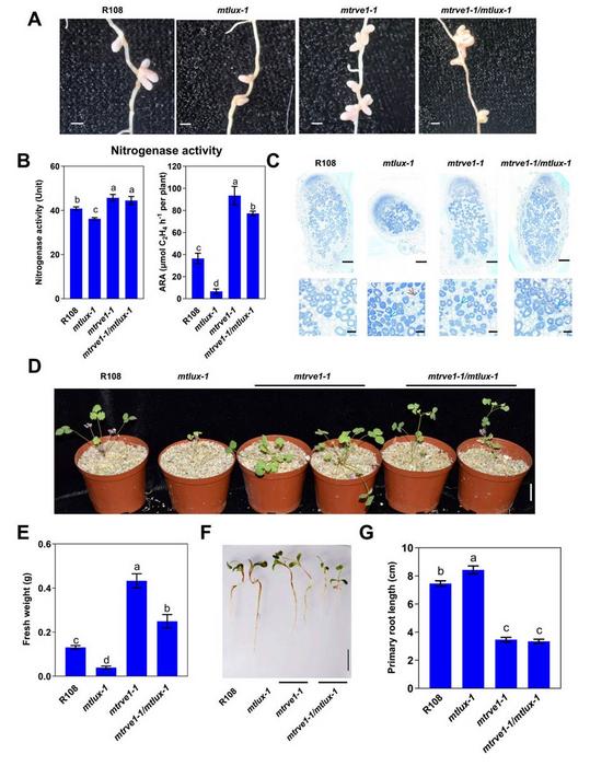 Regulation of auxin-mediated nodule formation and root growth by MtLUX through the inhibition of MtRVE1 expression.