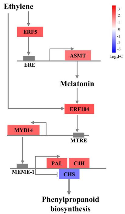 Model of phenylpropanoid pathway regulation by ethylene via the ERF5-Melatonin-ERF104 pathway.