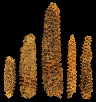 Old Maize