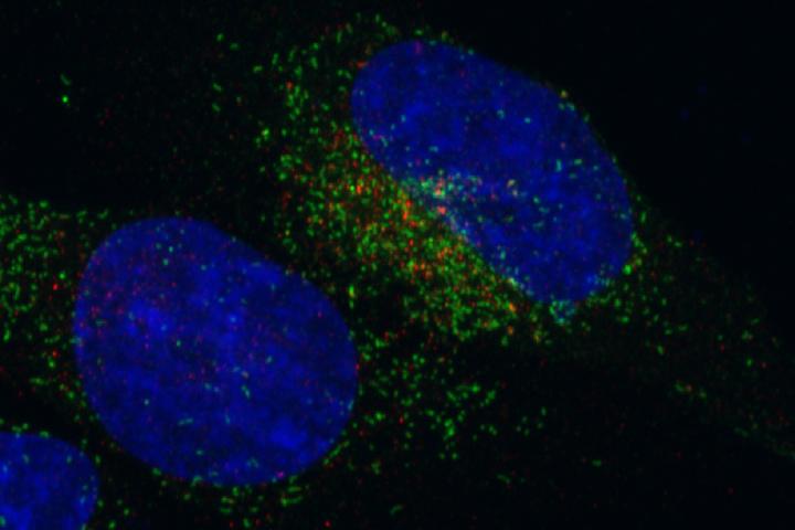 FGFR3-TACC3 Fusion