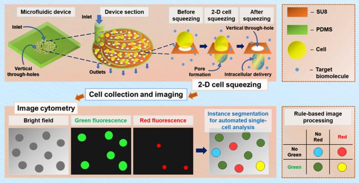 Figure 1: End‑to‑end workflow: 2D cell squeezing for intracellular delivery and AI image cytometry for single‑cell readout