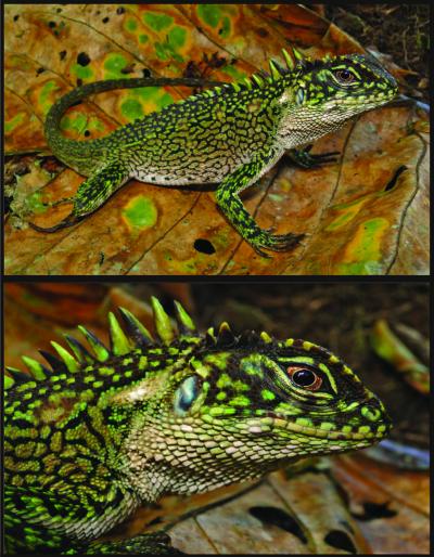 <i>Enyalioides binzayedi</i>