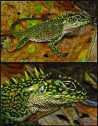 <i>Enyalioides binzayedi</i>
