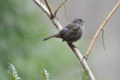 Song Sparrow