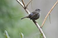 Song Sparrow