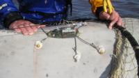 Whale Satellite-Linked Tag