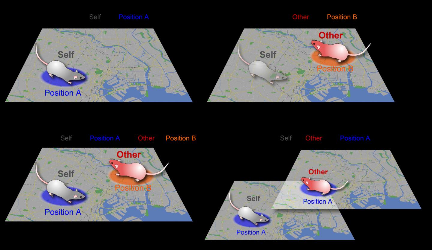 Types of Location Cells in the Hippocampus