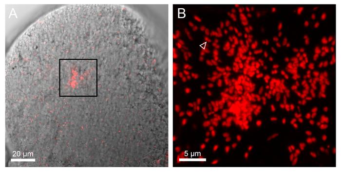 Close-up of Endosymbiotic Bacteria Within Ostracod Egg