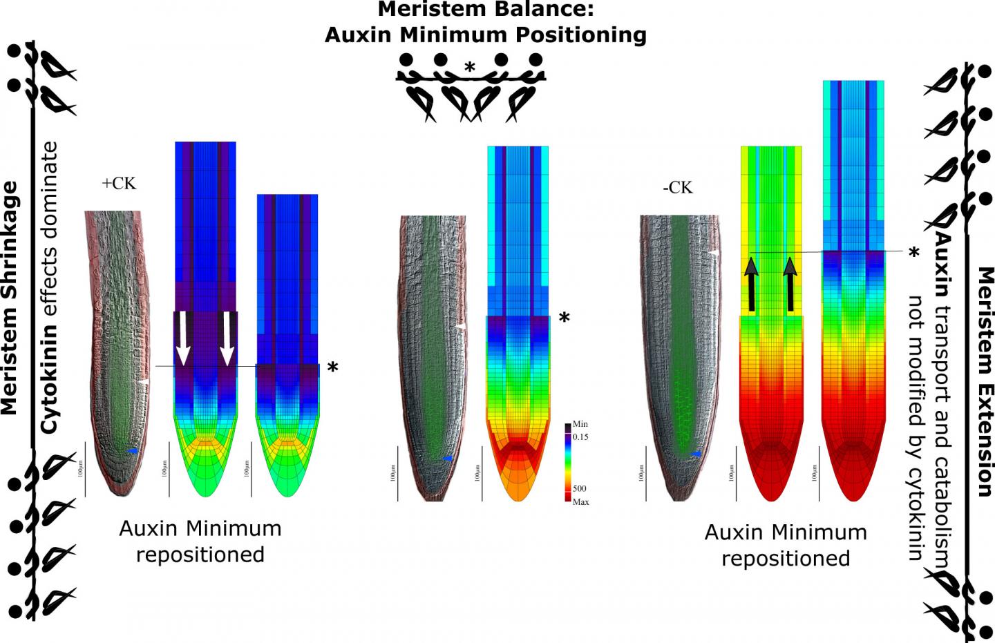 Auxin Minimum Triggers Switch from Division to Differentiation in Cells