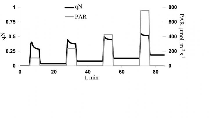 Dynamics of Changes in the Non-Photochemical Quenching of Fluorescence (qN)