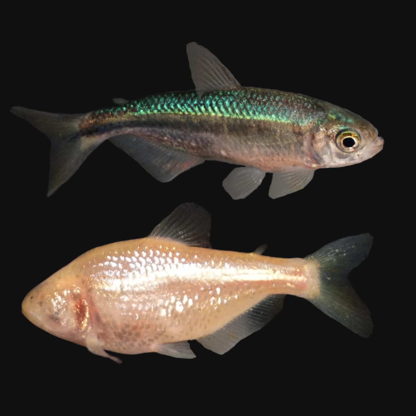 <i>Astyanax mexicanus</i>