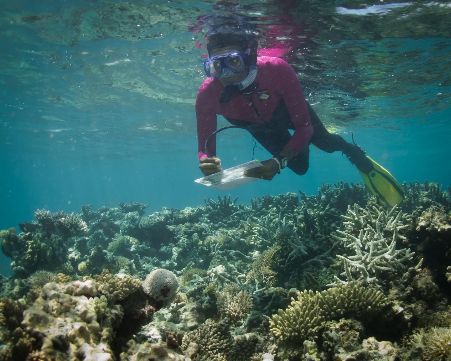 Researcher Gathering Data on Corals in Kenya