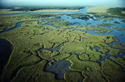 The Florida Everglades