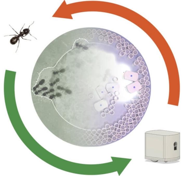 Ants graphic