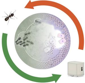 Ants graphic