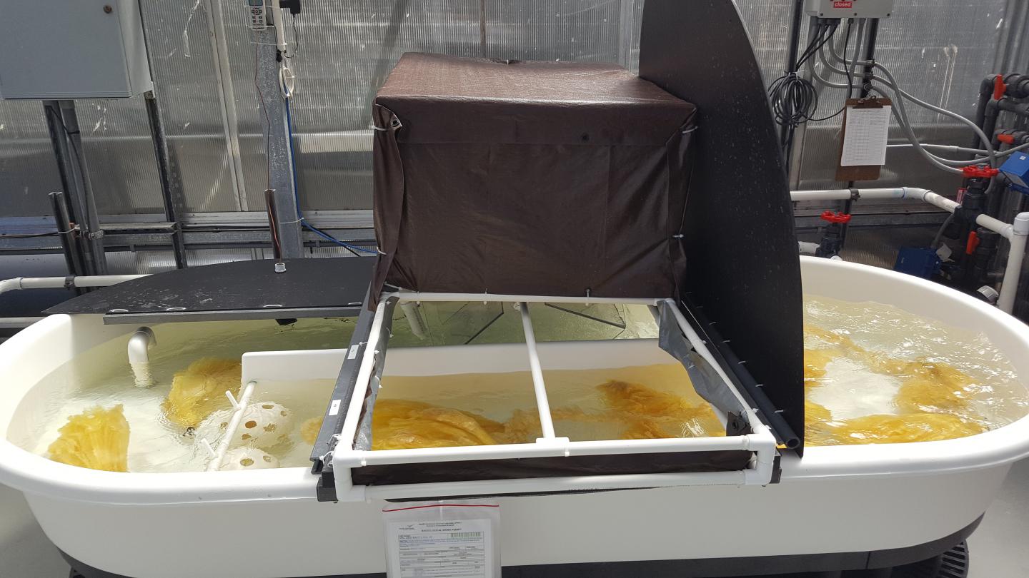 Yarn-like Uranium Adsorbent