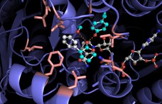 Enzyme Docking Model
