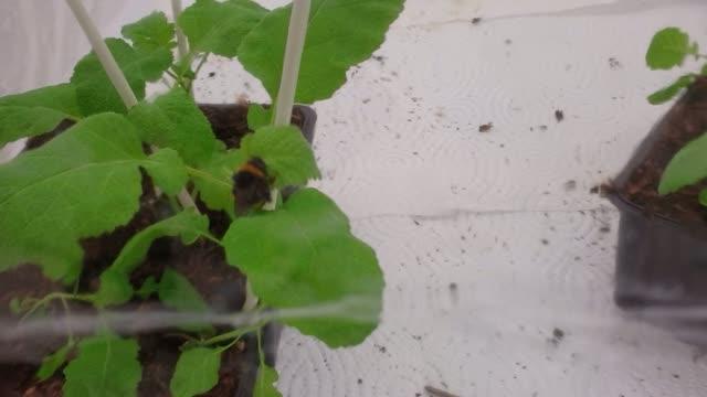 When Plant Pollen Scarce, Bumblebees Biting Leaves Causes Flowers to Bloom Early (6 of 6)