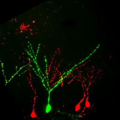 Neurons