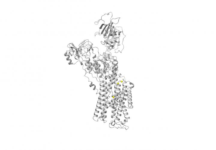 Gene Variant