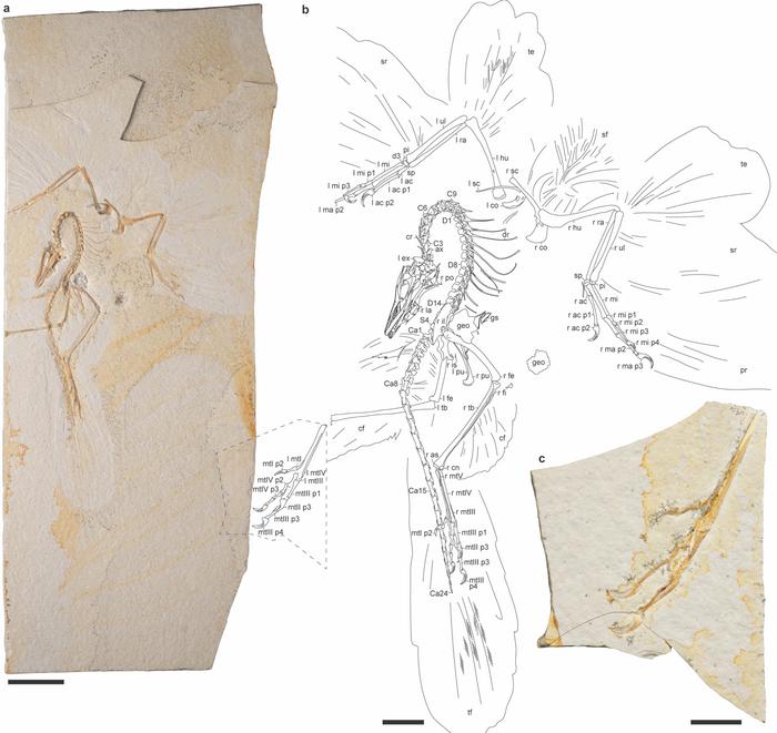 Photograph and interpretive line drawing of the Chicago Archaeopteryx