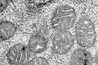 Anemia Discovery Offers New Targets to Treat Fatigue that Affects Millions