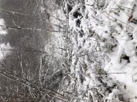 Snow-Covered Pond