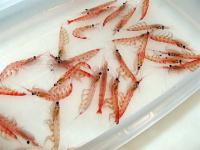 Antarctic Krill (<i>Euphausia superba</i>)