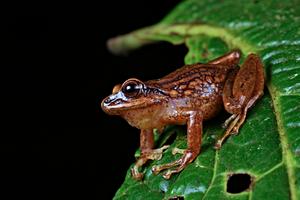 Pristimantis chinguelas