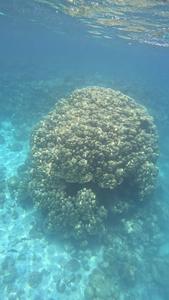 Coral giant