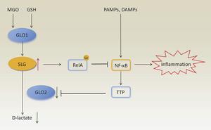 Mechanism of Glyoxalase-Mediated Immune Regulation