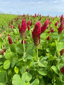 Crimson clover in field