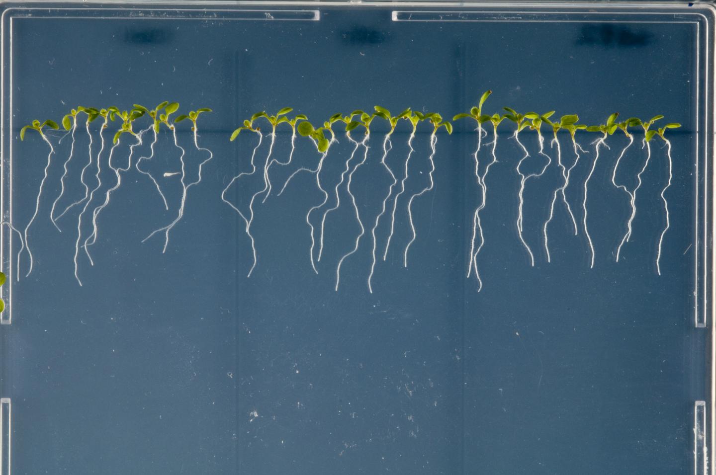 Root Microbiome