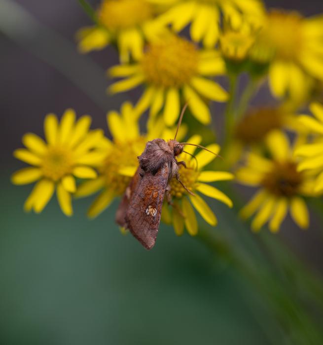 Moth
