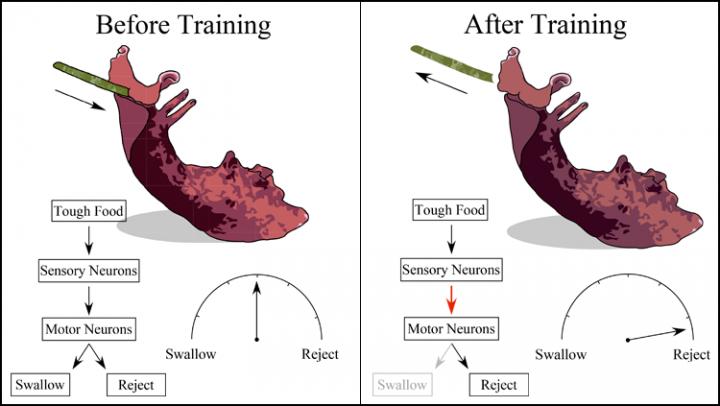 How Synaptic Changes Translate to Behavior Changes