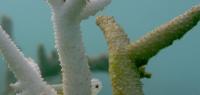 Bleached Coral